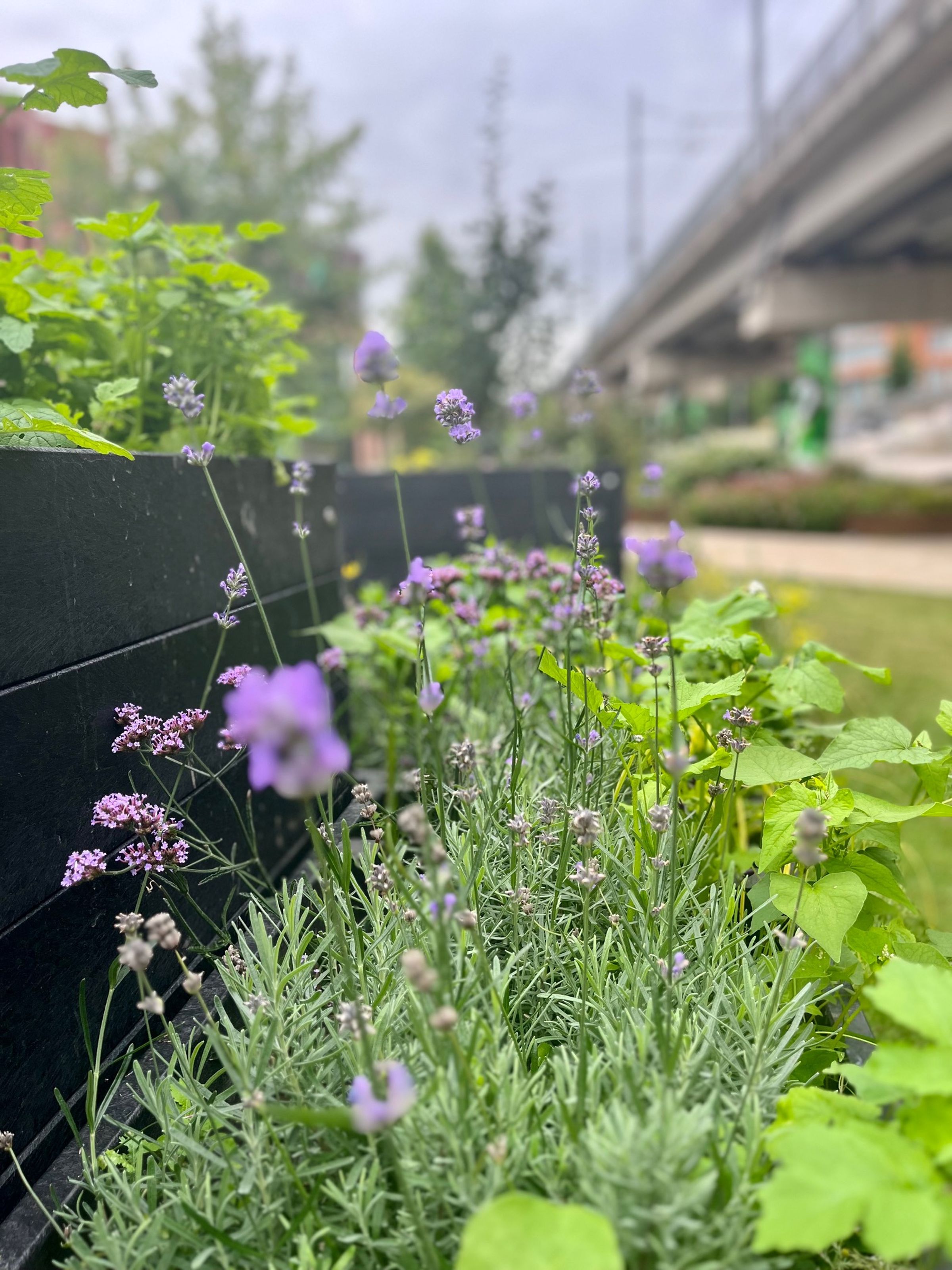 A close up of purple flowers and greenery alongside a planter in Nottingham