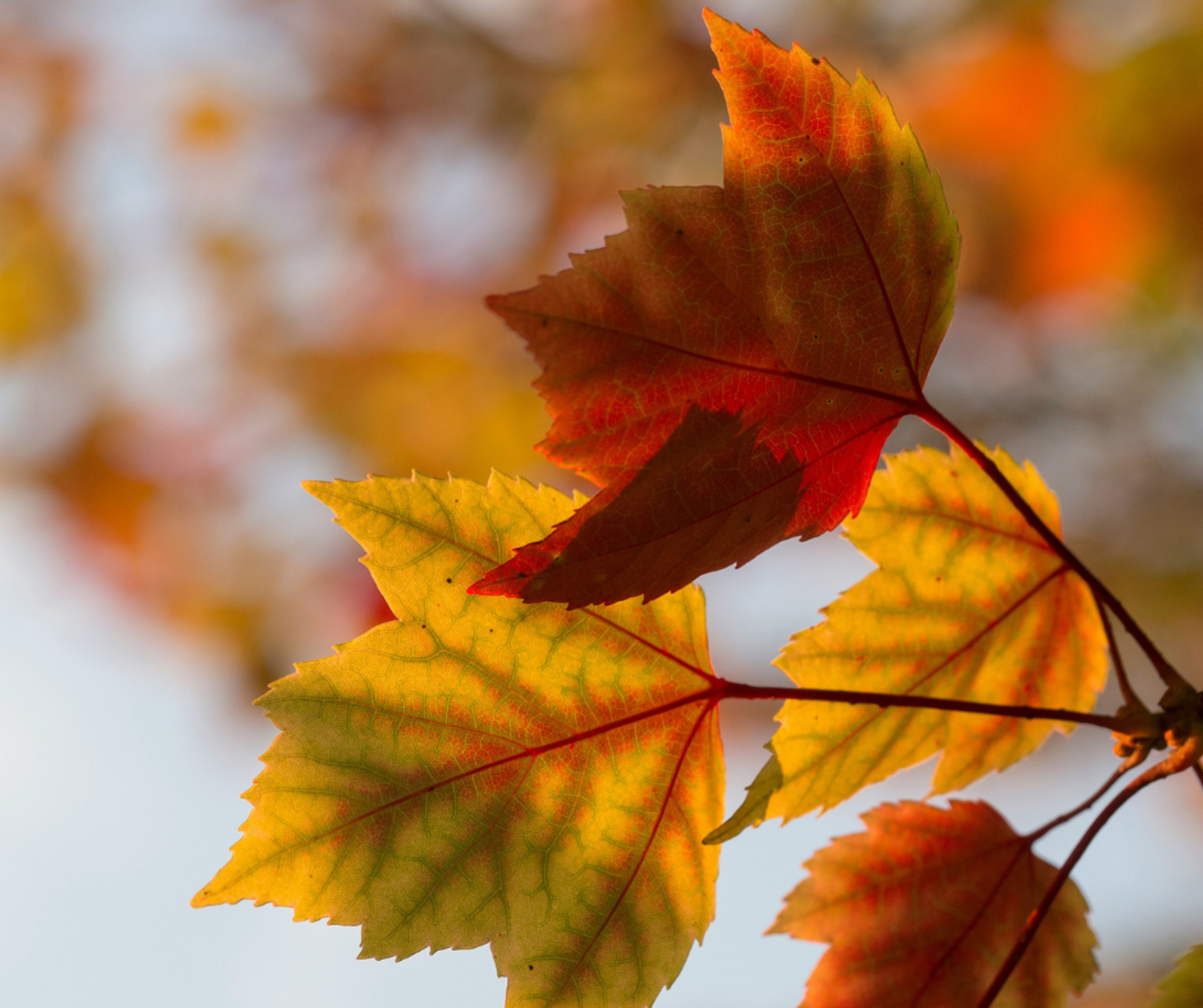 A close up of autumnal leaves on a tree