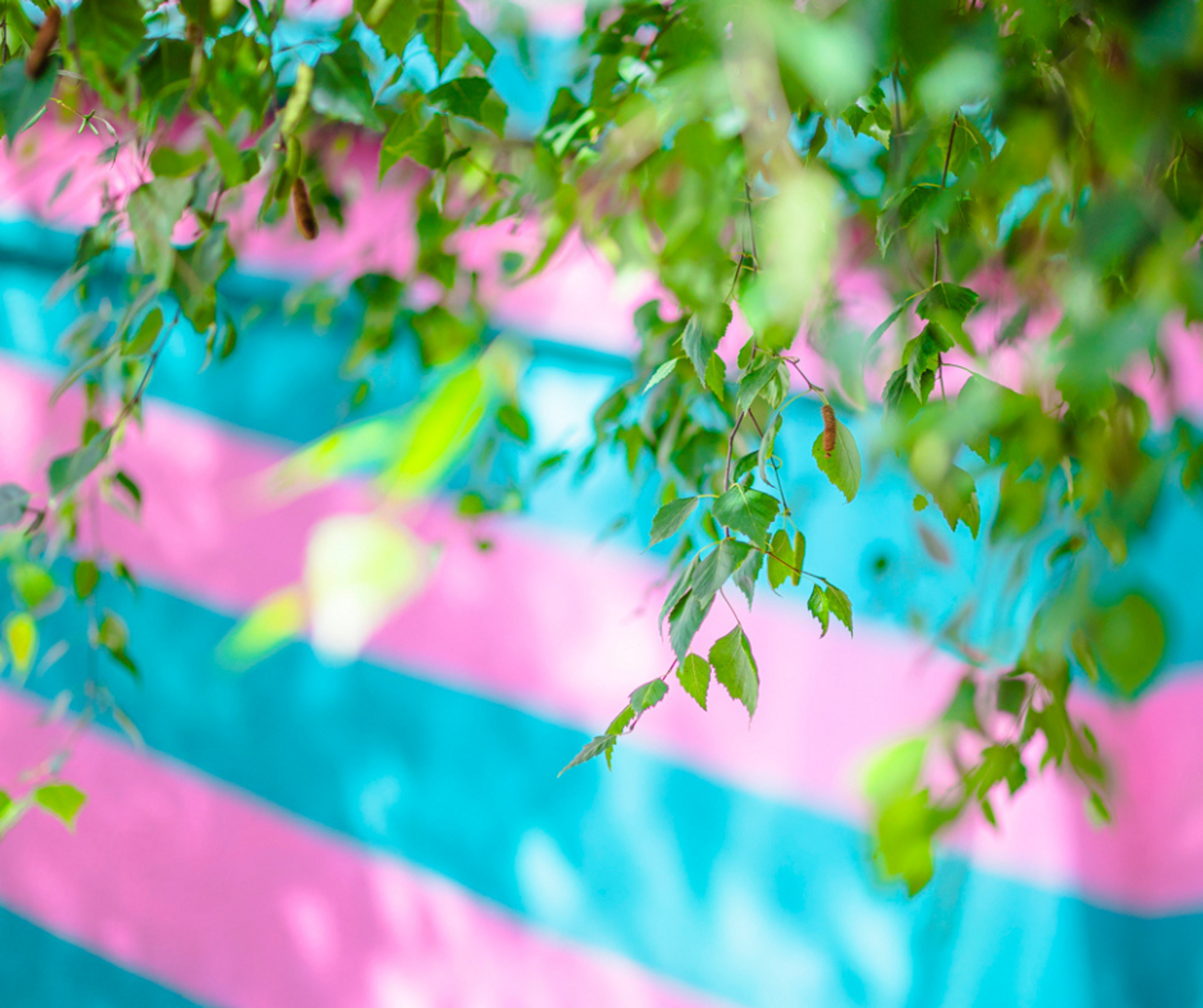 A pink and blue striped mural in the background with tree branches and leaves in the foreground