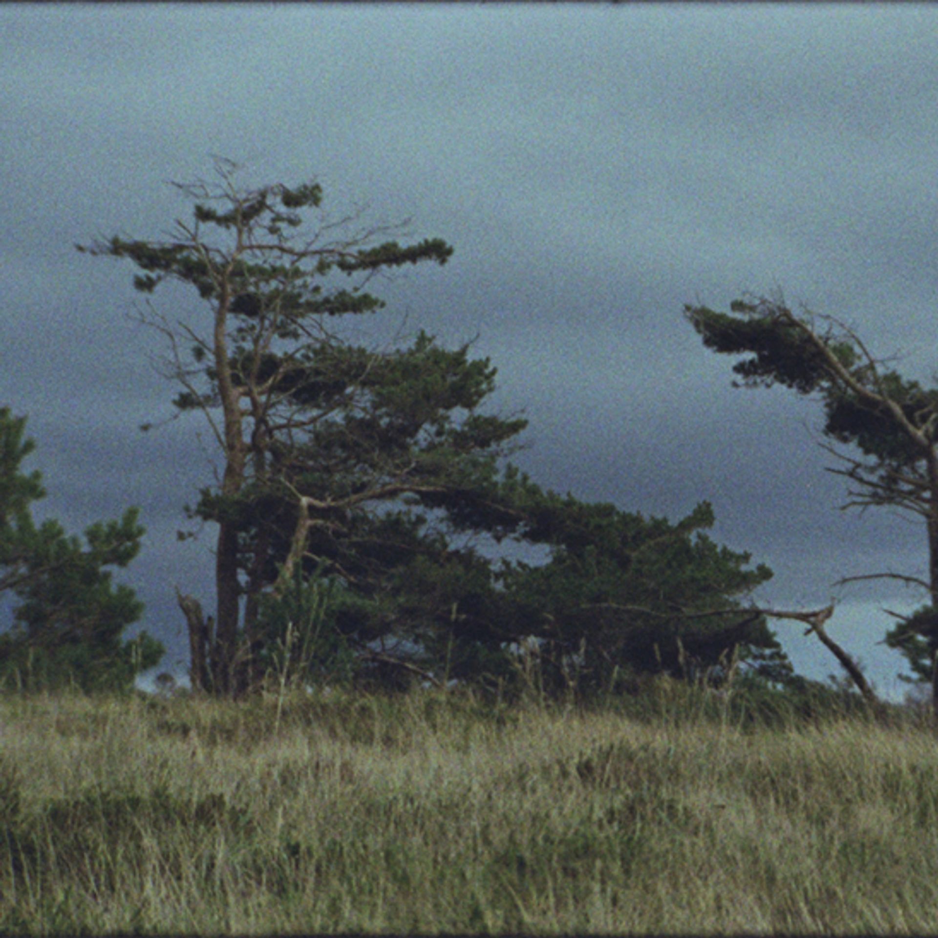 Windswept coastal pine trees on grassland under a grey Nordic sky — Nordic skincare for men by Apollon Studios