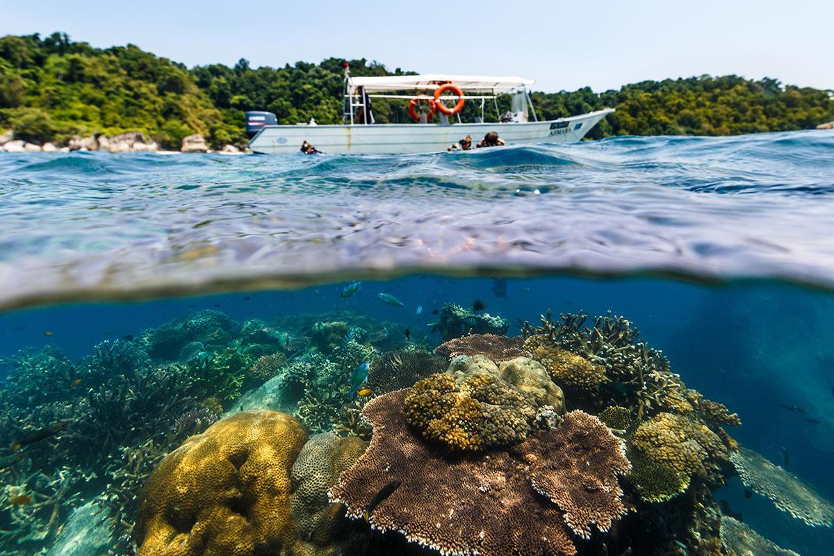 Tioman Island: A natural paradise rich in marine life and tropical flora. Photo: 