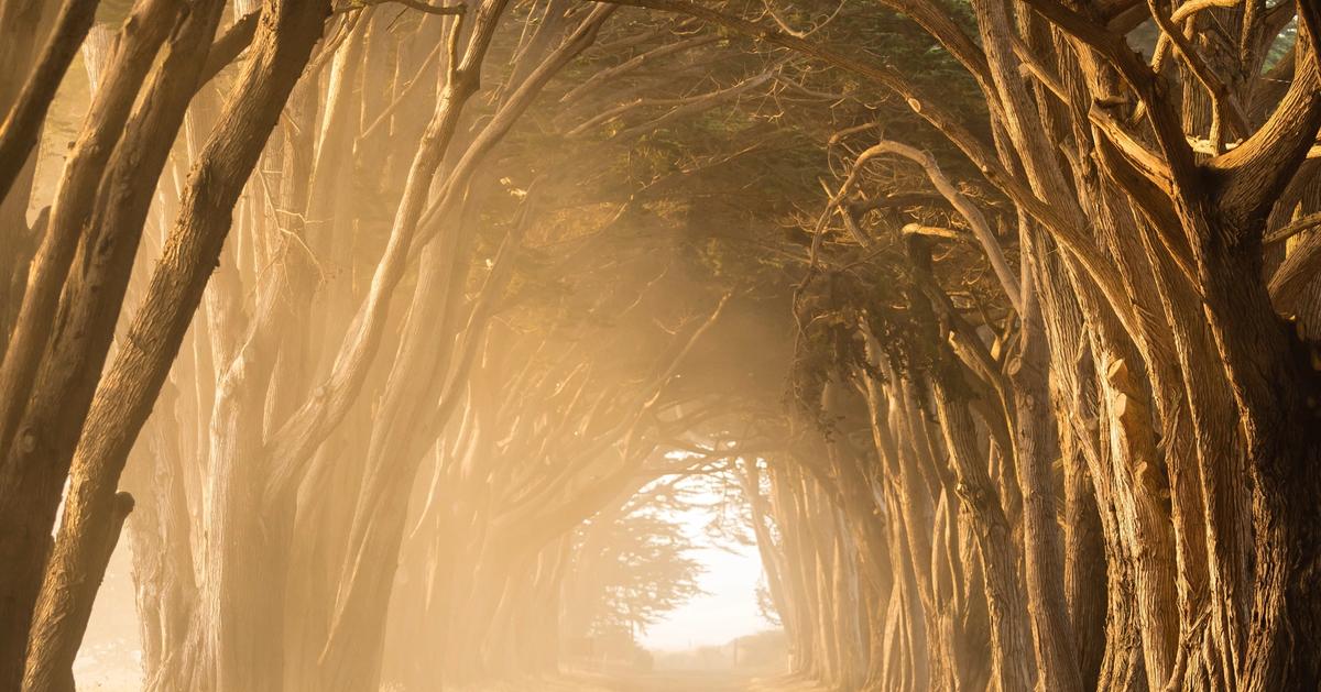 Cover Image for What is XPath in Selenium?