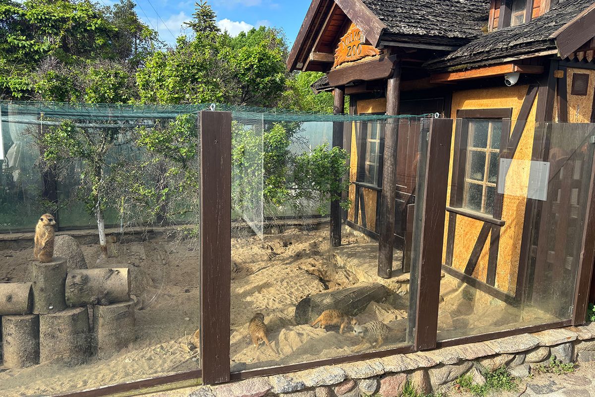 Surykatki w Mulkowym zoo - Miszewko