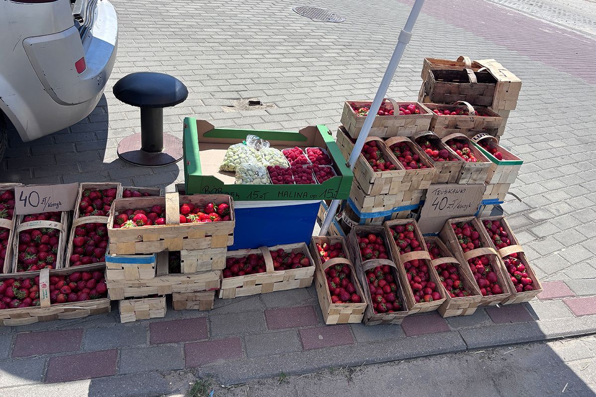 Ceny truskawek kaszubskich w 2026
