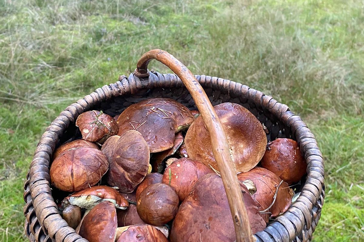 Grzybobranie na Kaszubach - Lasy Przywidz
