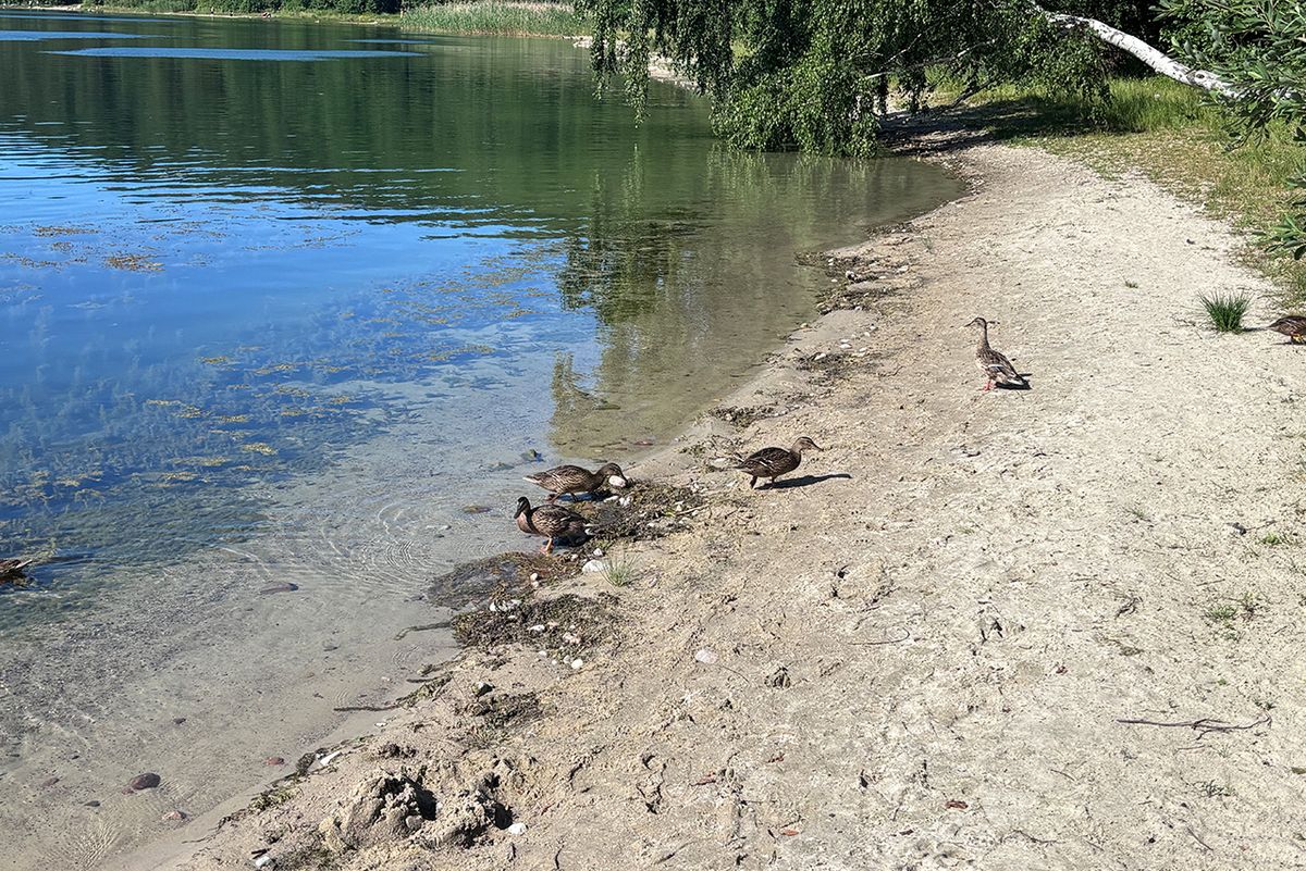 Dzika natura nad Jeziorem Głębokim w Borkowie