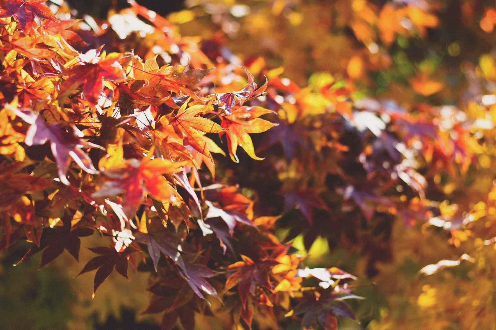 Autumn Beard Oil Guide