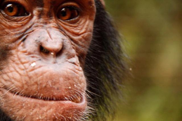 Neurological physiotherapy for primates