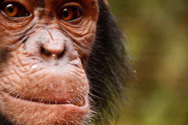 Neurological physiotherapy for primates