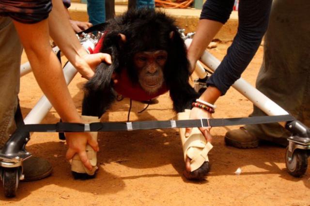 Primate neurophysiotherapy in Cameroon
