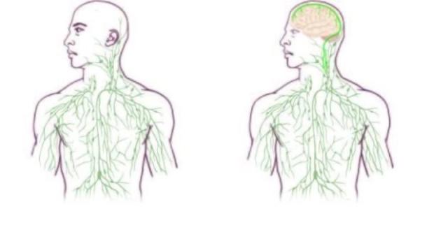 Missing link found between brain, immune system; major disease implications