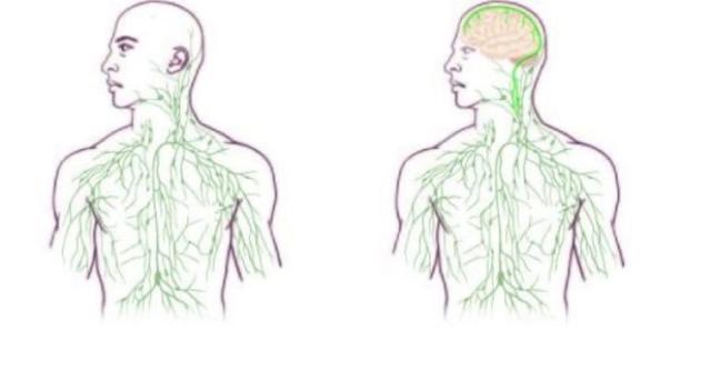Missing link found between brain, immune system; major disease implications