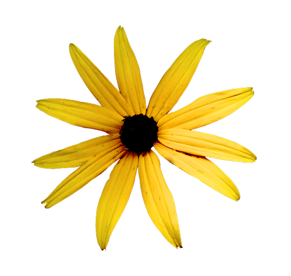 Monastery Daisy
