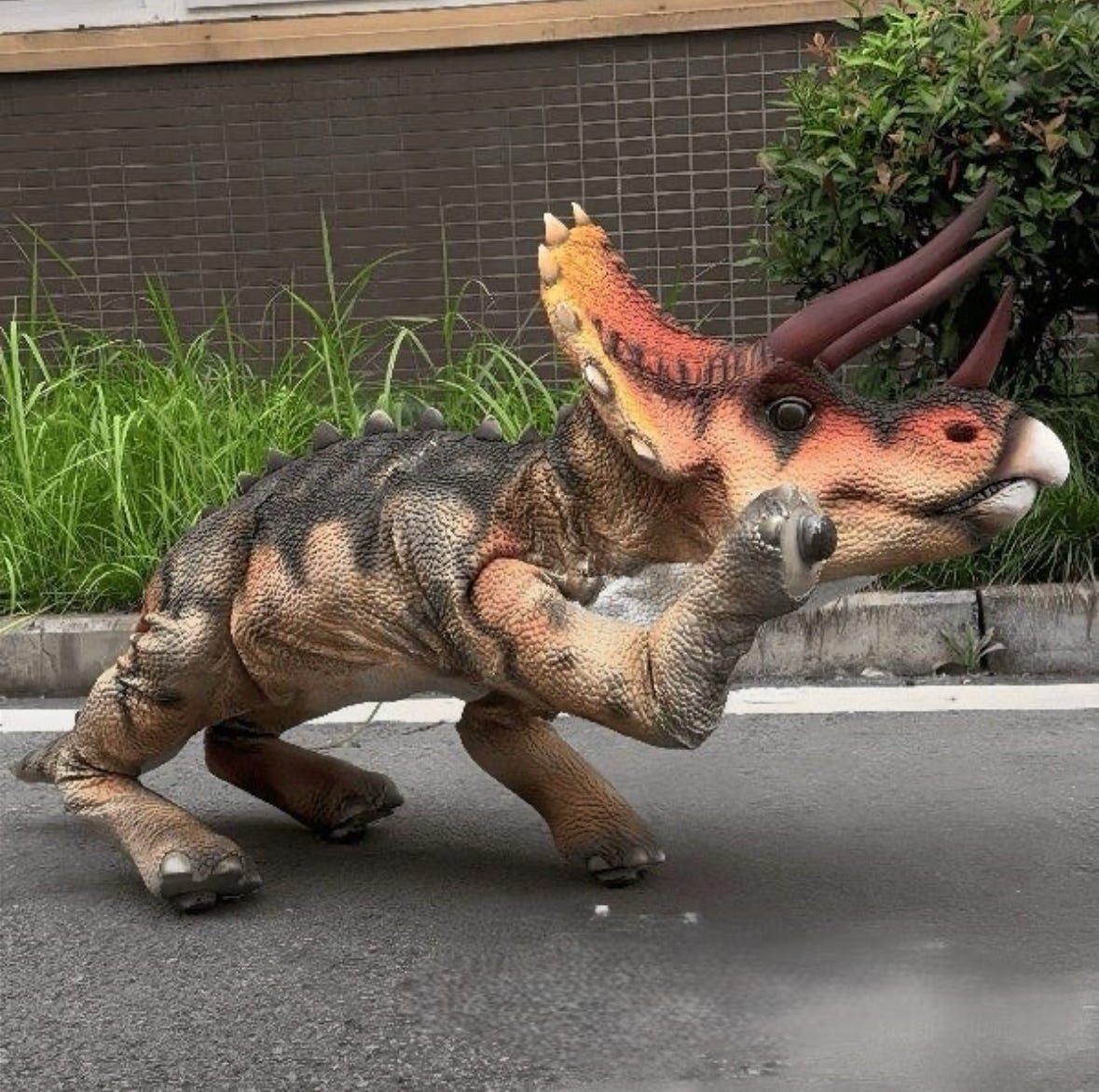 The walking triceratops strides across the pavement