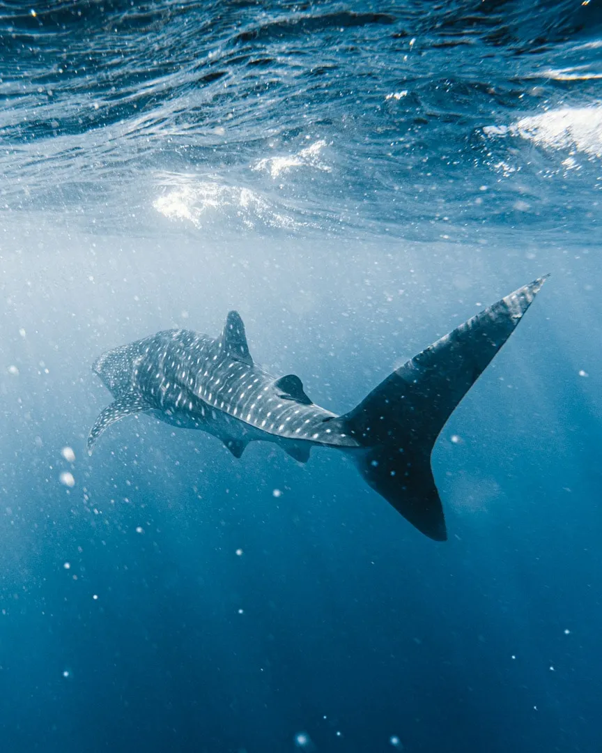 Luxury Glamping At Sal Salis Ningaloo Reef