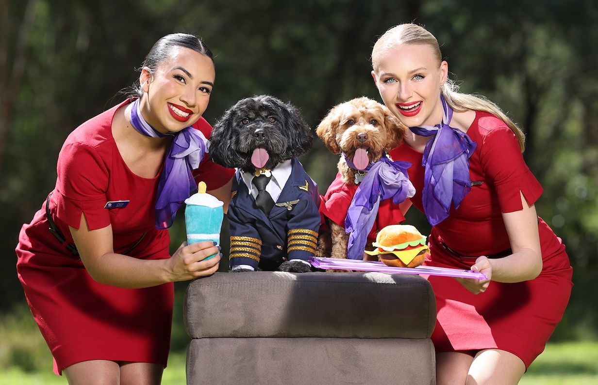 Virgin Australia Pets In Cabin Guide