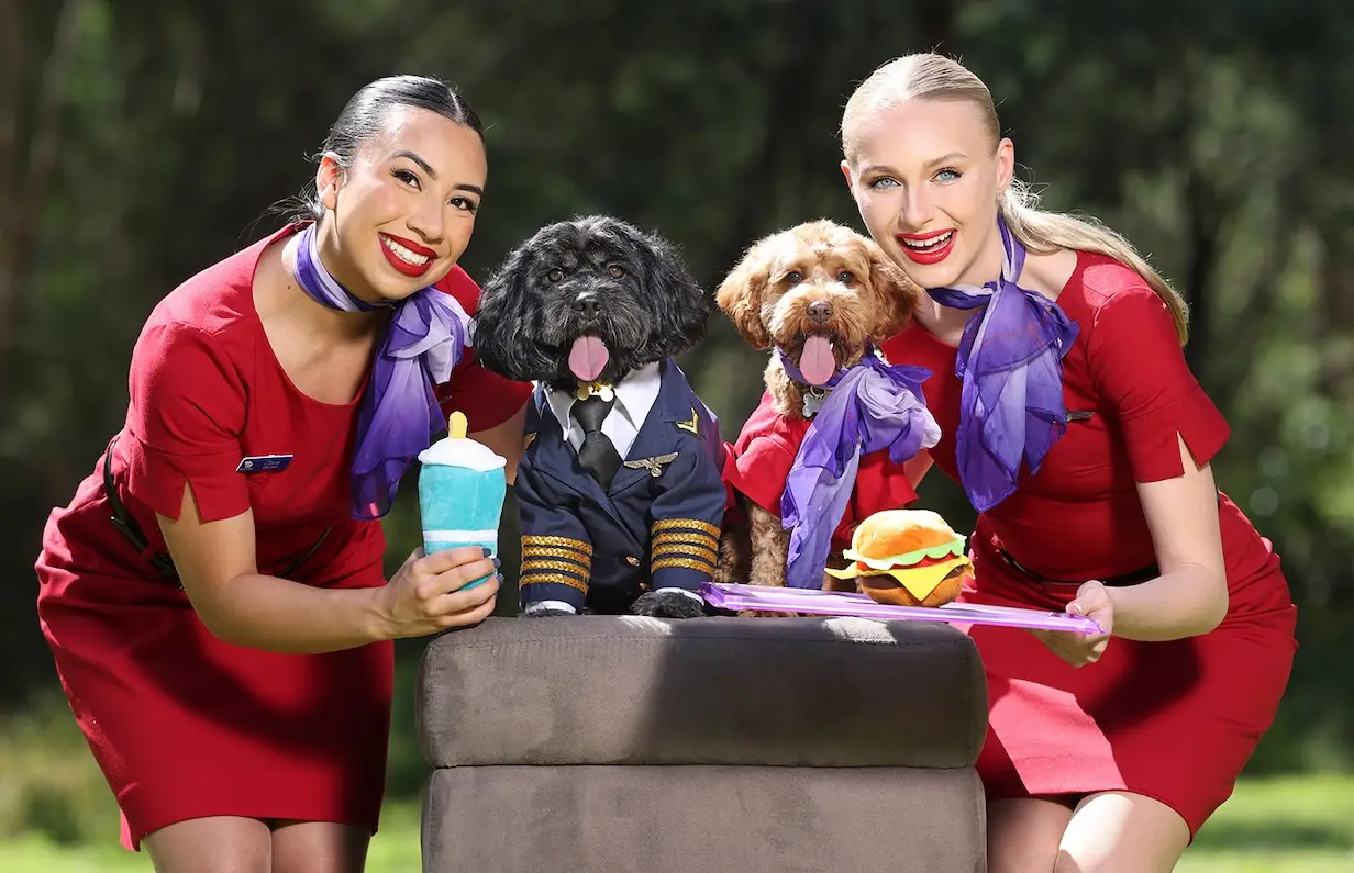 Virgin Australia Pets In Cabin Guide