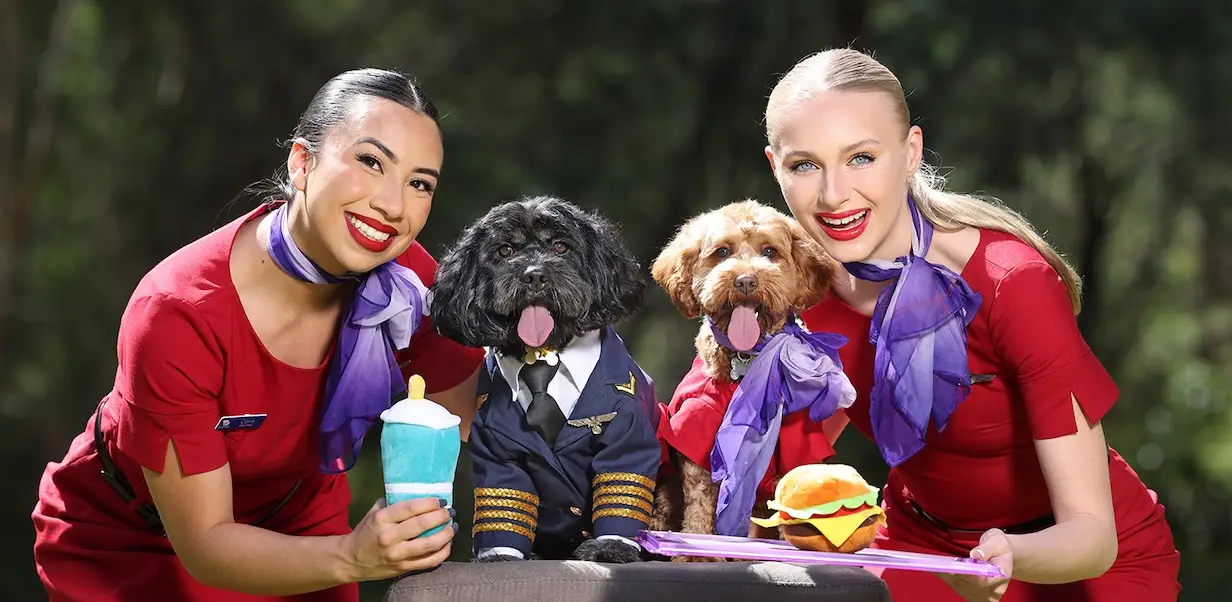 Virgin Australia Pets In Cabin Guide