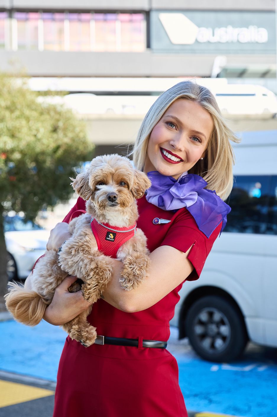 Earning Velocity Points On Medibank Pet Insurance