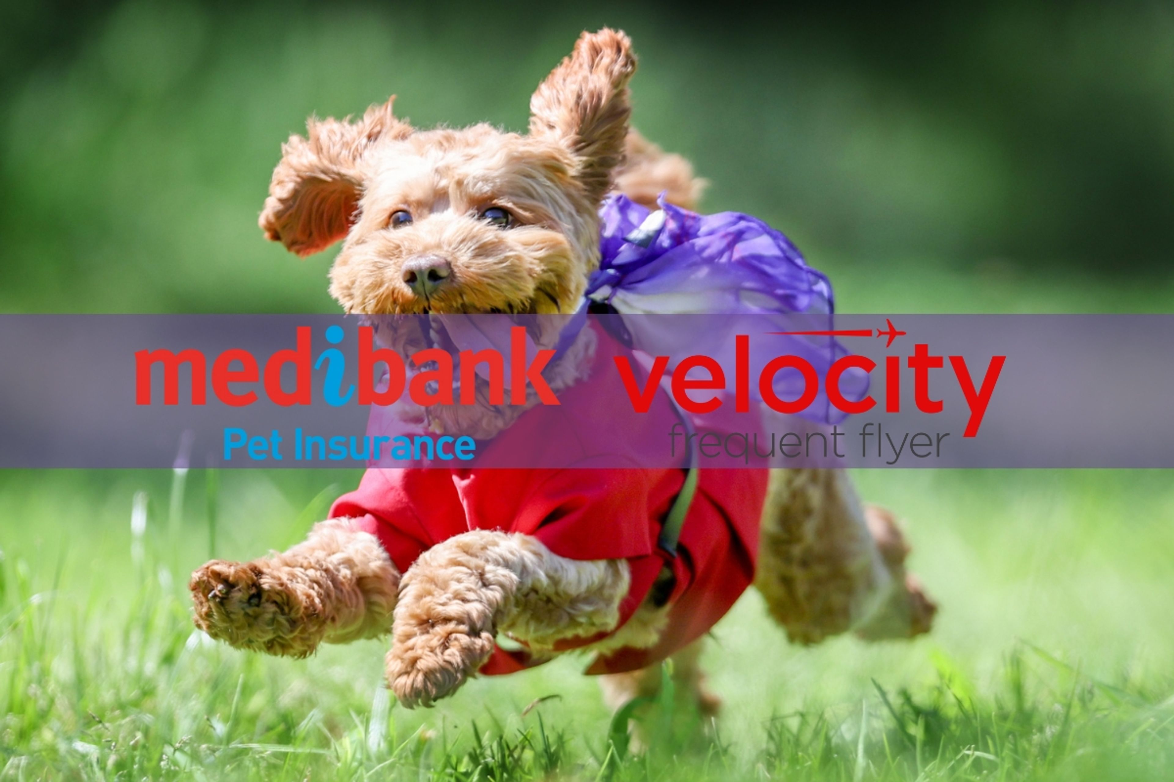 Earning Velocity Points On Medibank Pet Insurance