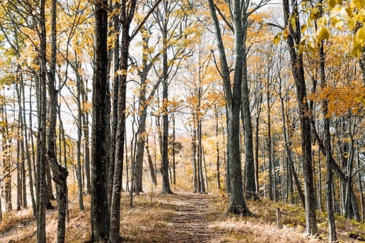 Leaders Pledge for Nature