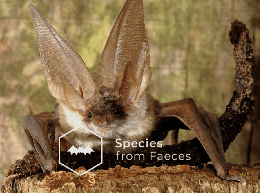 A bat