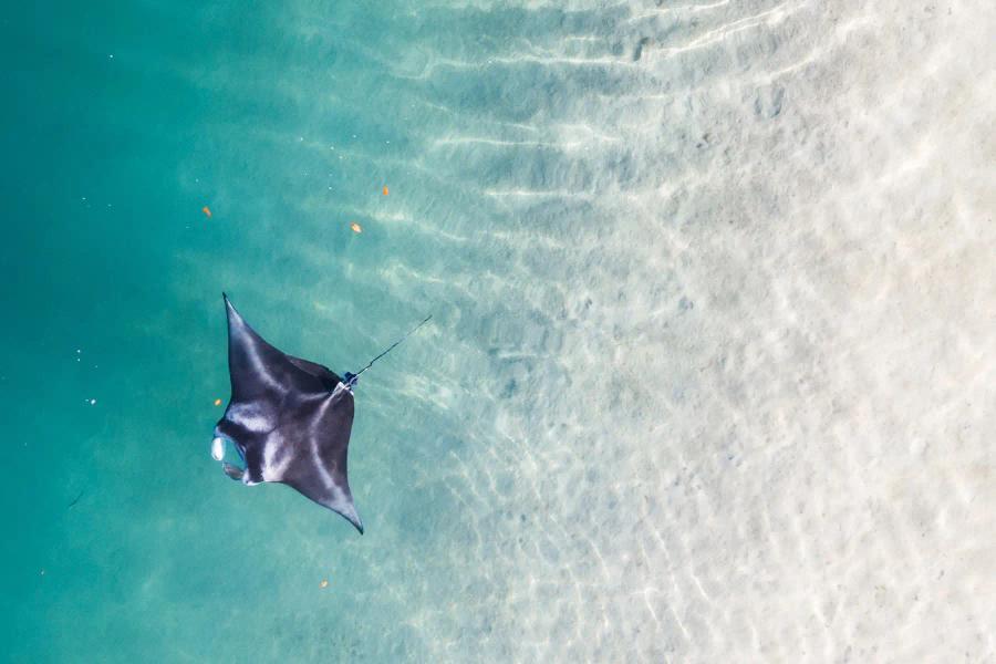 birds eye view of sting ray in ocean