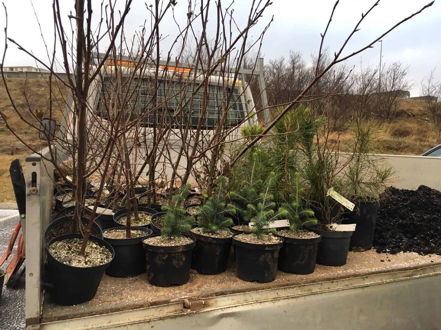 Planting trees in Reykjavíc for Climathon 2019
