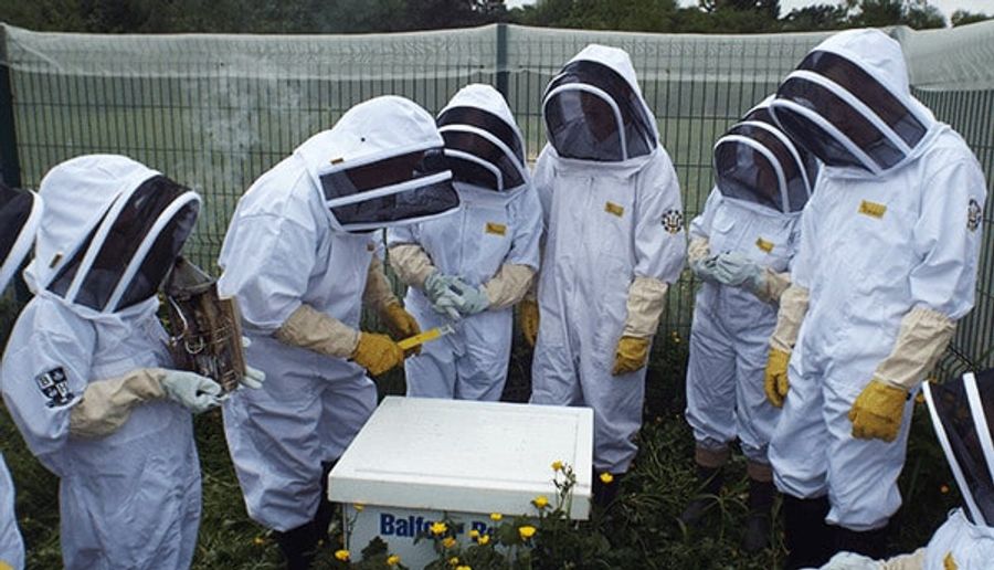 Plan Bee