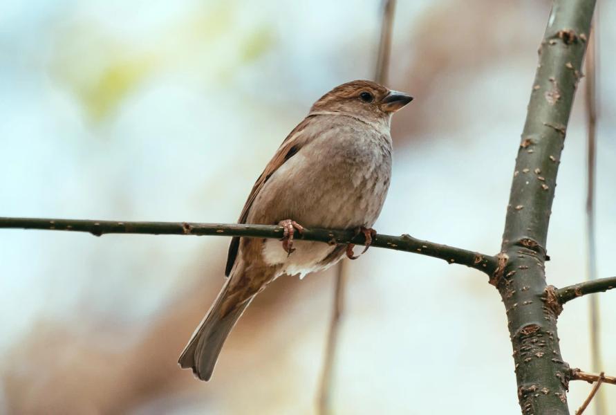 Picture of a bird on a tree branch