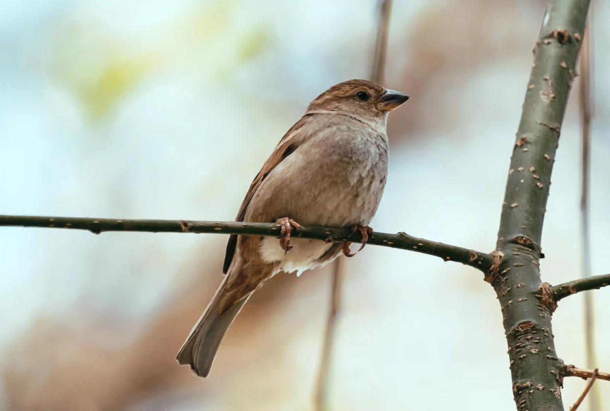 Picture of a bird on a tree branch