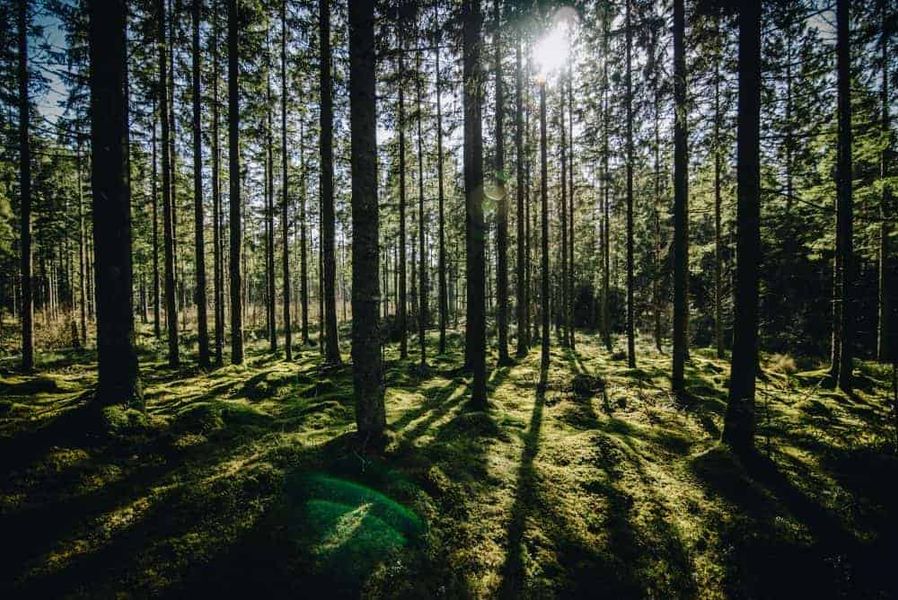 Moss in Forest