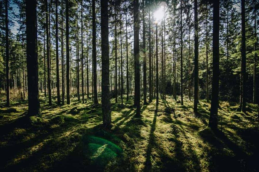 Moss in Forest