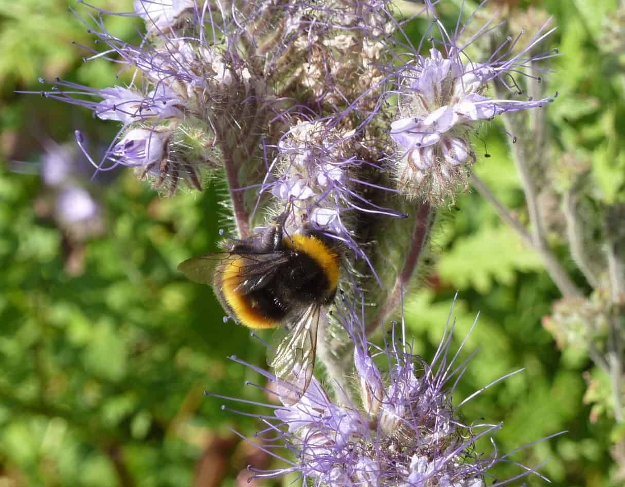 nature friendly farmers bees