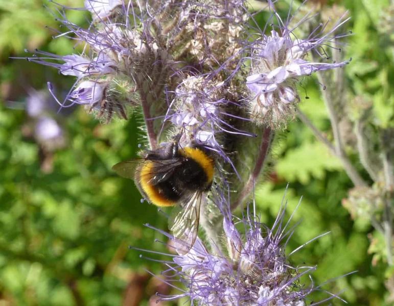 nature friendly farmers bees
