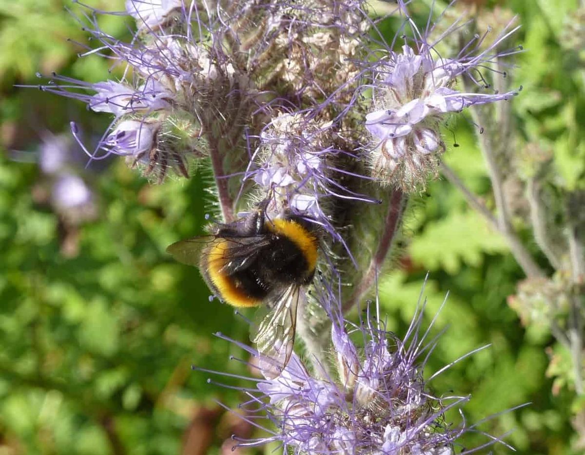 nature friendly farmers bees