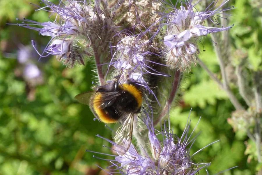 nature friendly farmers bees