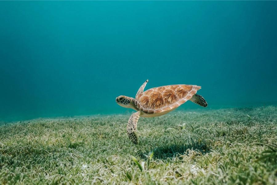World Ocean Day top tips for communicators. Image shows a turtle at the bottom of the sea.