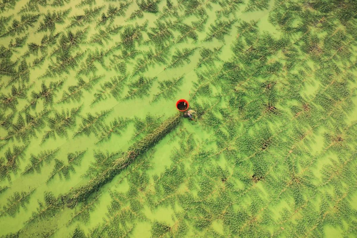 Farmer on wet rice field