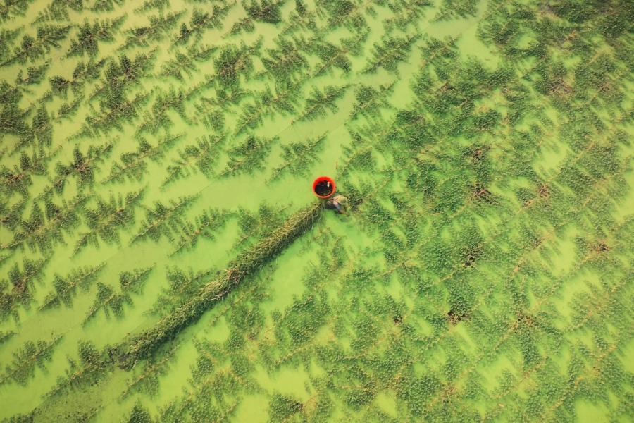 Farmer on wet rice field