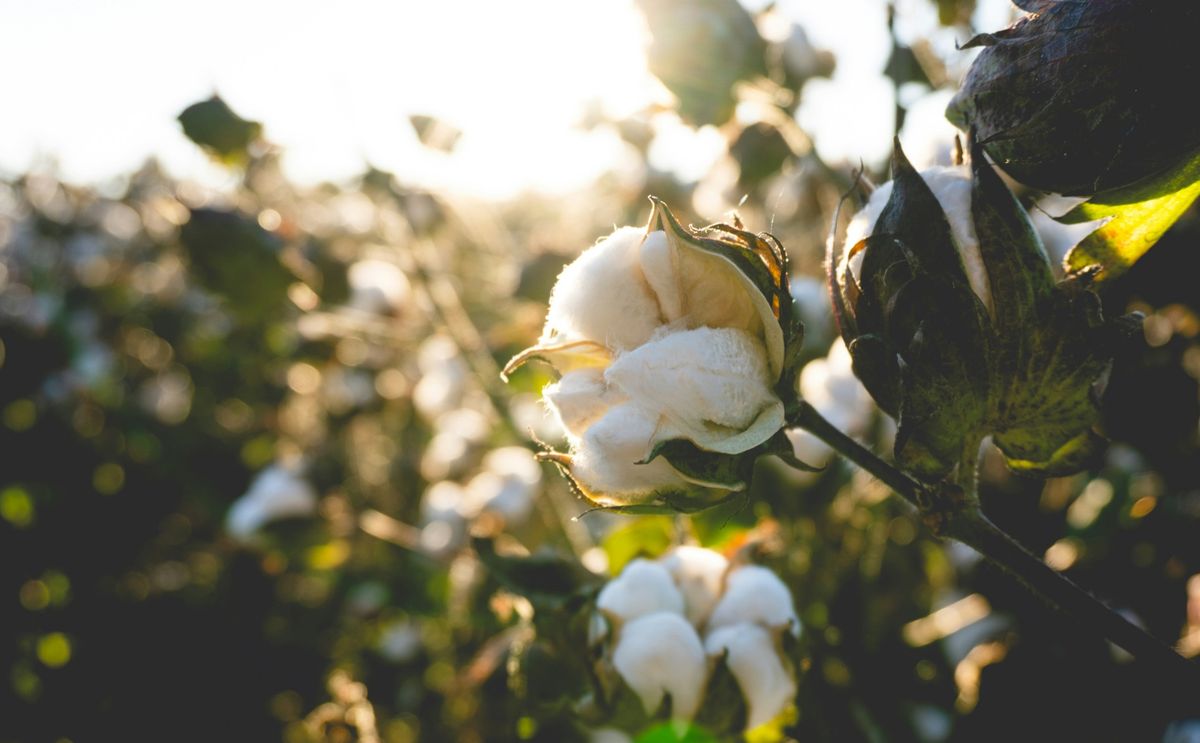 Close-up of a cotton boll on a plant, backlit by sunlight.
