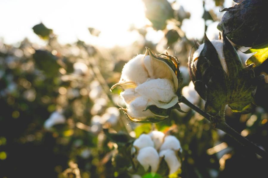 Close-up of a cotton boll on a plant, backlit by sunlight.
