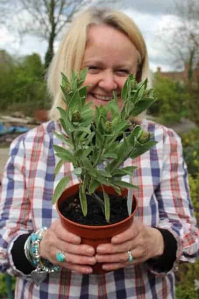 incredible edible