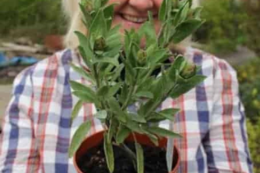 incredible edible