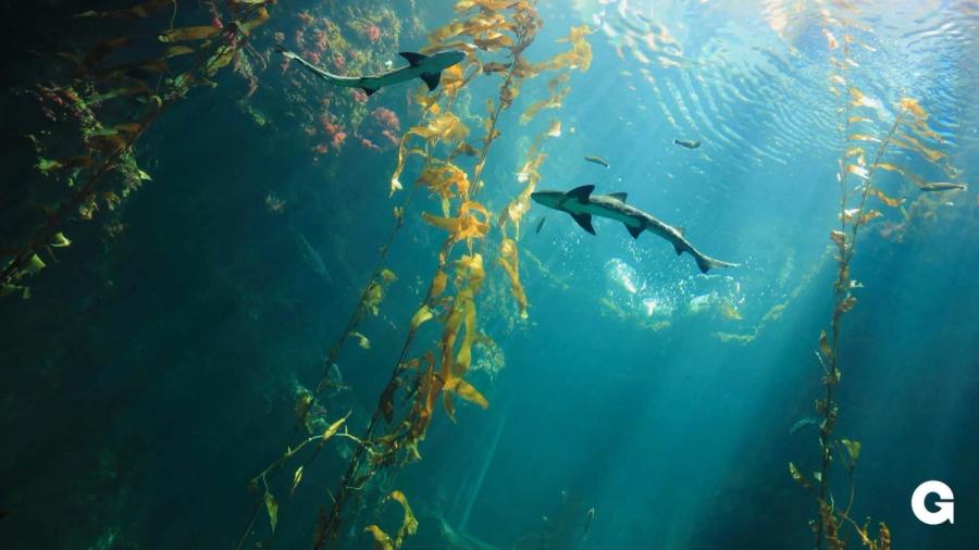 The belly of two sharks swimming in kelp.