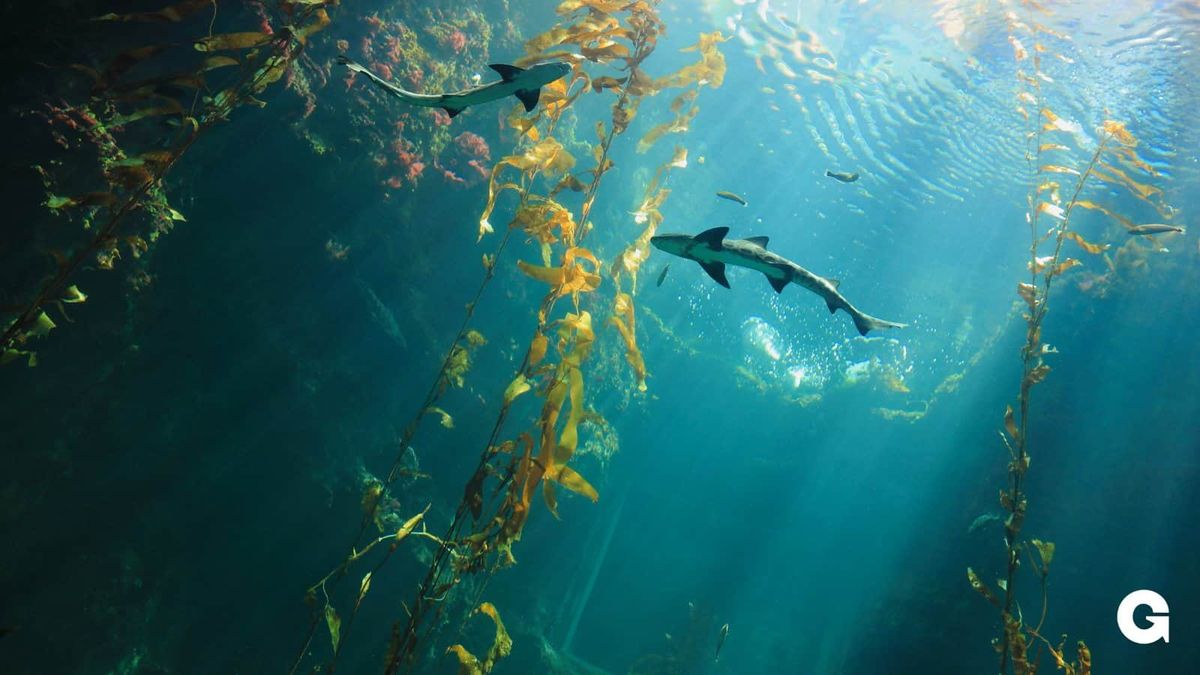 The belly of two sharks swimming in kelp.