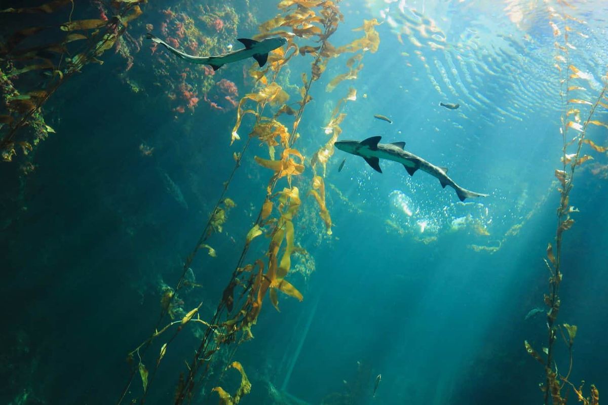 The belly of two sharks swimming in kelp.