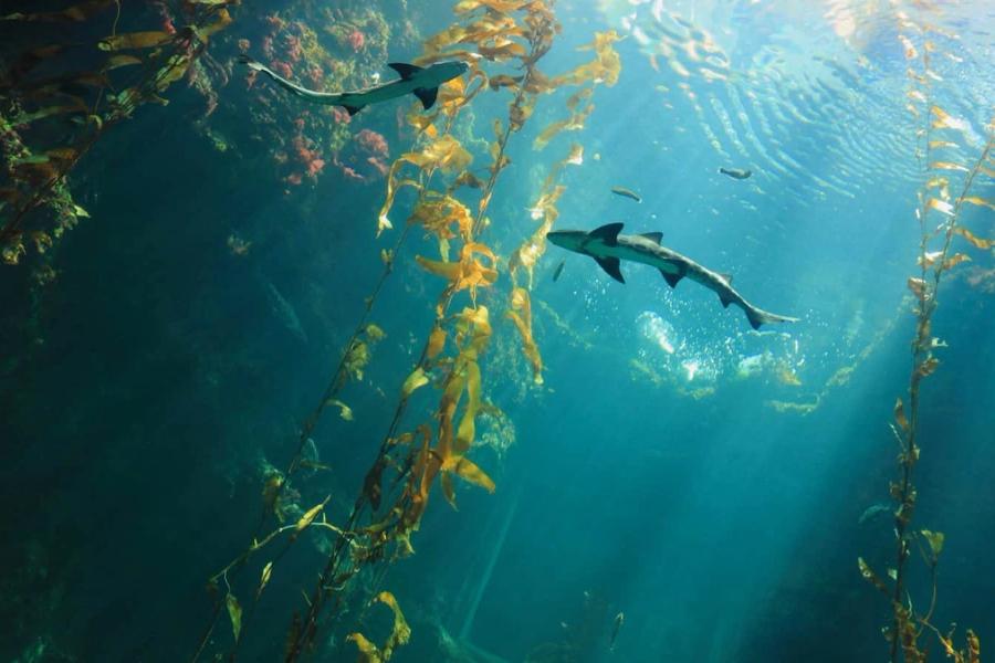 The belly of two sharks swimming in kelp.