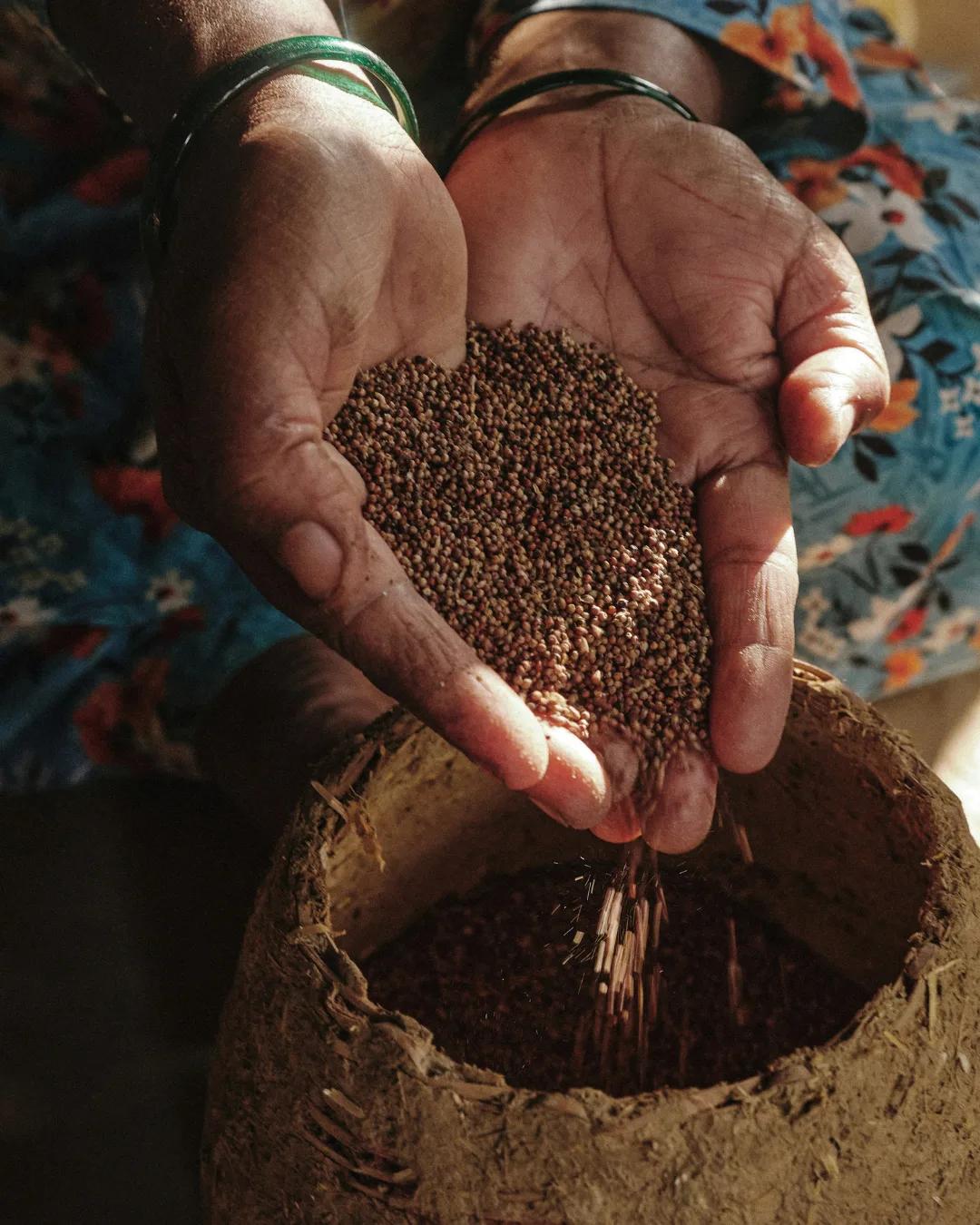 Hands holding and pouring seeds into a bowl