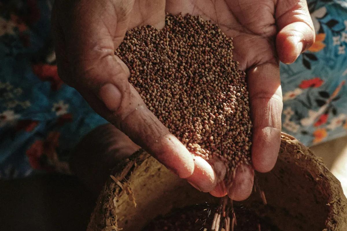 Hands holding and pouring seeds into a bowl